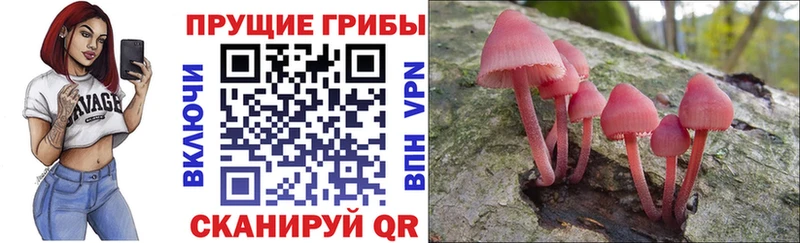 как найти наркотики  Багратионовск  Псилоцибиновые грибы мицелий 